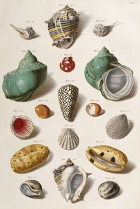 Różne muszle, 1758