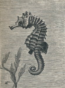„Konik morski, nie przebrany, statecznie pływający”, c1900, 1910 autorstwa Fred Enock