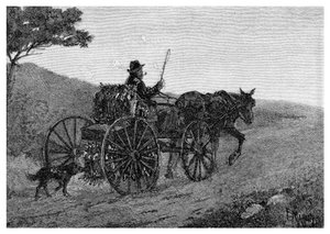 Traper Colac Rabbit, 1886.