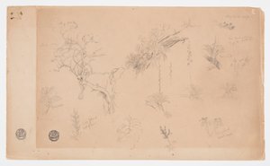 Grupa trzynastu studiów botanicznych z Kolumbii lub Ekwadoru autorstwa Frederic Edwin Church