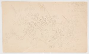 Szkice botaniczne autorstwa Frederic Edwin Church