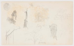 Szkice botaniczne z Kolumbii: drzewa bambusowe, pnie i detale autorstwa Frederic Edwin Church