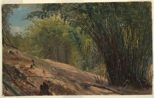 Rysunek, Bambusowy gaj, Jamajka, 1865 r. autorstwa Frederic Edwin Church