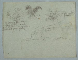 Rysunek, bambusy, winorośl i młoda palma, roślina i dwie sceny deszczu spadającego z chmur nad wzgórzami, Rio Magdalena, Kolumbia, 1853, prawdopodobnie maj autorstwa Frederic Edwin Church