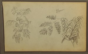 Rysunek, Szkice botaniczne, 1857 r. autorstwa Frederic Edwin Church