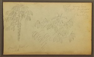 Rysunek, Szkice botaniczne, 1857 r. autorstwa Frederic Edwin Church
