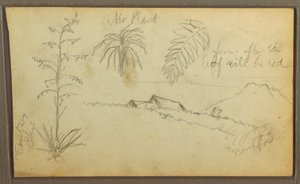 Rysunek, Szkice botaniczne, 1857 r. autorstwa Frederic Edwin Church