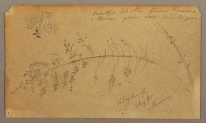 Rysunek, Szkice botaniczne, sierpień 1865 r. autorstwa Frederic Edwin Church