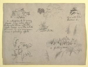 Rysunek, Szkice botaniczne, Kolumbia, 1853 r. autorstwa Frederic Edwin Church