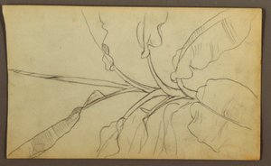 Rysunek, Szkice botaniczne, Ekwador lub Kolumbia; Verso: Szkice botaniczne, 1857 r. autorstwa Frederic Edwin Church
