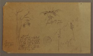 Rysunek, Szkice botaniczne, lipiec 1865 r. autorstwa Frederic Edwin Church