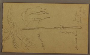 Rysunek, Szkice botaniczne, czerwiec 1865 r. autorstwa Frederic Edwin Church
