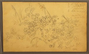 Rysunek, Szkice botaniczne, maj 1857 r. autorstwa Frederic Edwin Church