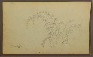 Rysunek, Szkice botaniczne; Verso: Szkice botaniczne, 1857 r. autorstwa Frederic Edwin Church