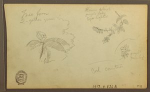 Rysunek, Szkice botaniczne; Verso: Szkice botaniczne, 1857 r. autorstwa Frederic Edwin Church