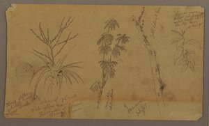 Rysunek, Szkice botaniczne; Verso: Chmury, lipiec 1865 r. autorstwa Frederic Edwin Church