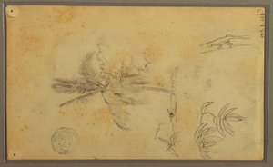 Rysunek, Szkice botaniczne; Verso: Jaszczurka, Palma, 1857 autorstwa Frederic Edwin Church