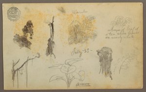 Rysunek, Szkice botaniczne z Kolumbii: Drzewa bambusowe, pnie i szczegóły, lipiec 1853 r. autorstwa Frederic Edwin Church