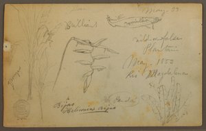 Rysunek, Szkice botaniczne z Rio Magalena, Kolumbia, maj 1853 r. autorstwa Frederic Edwin Church