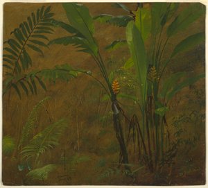 Rysunek, Badania botaniczne z Jamajki, Indie Zachodnie, czerwiec 1887 r. autorstwa Frederic Edwin Church