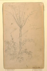 Rysunek, badania botaniczne drzewa, maj-czerwiec 1857 r. autorstwa Frederic Edwin Church