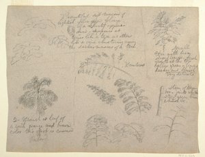 Rysunek, Studia botaniczne widziane z Rio Magdalena, Kolumbia, 1853 r. autorstwa Frederic Edwin Church