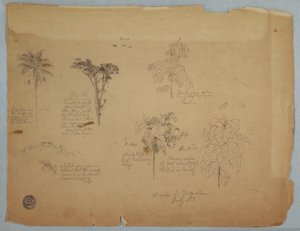 Rysunek, Studia botaniczne z latającymi papugami, Boquia, Kolumbia, lipiec 1853 r. autorstwa Frederic Edwin Church