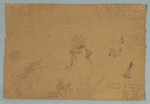 Rysunek. Szkice botaniczne i chmurowe w pobliżu Quito w Ekwadorze autorstwa Frederic Edwin Church