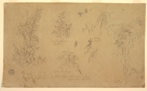 Rysunek, Szkice botaniczne, "w pobliżu Jorje", 23 lipca 1857 r. autorstwa Frederic Edwin Church