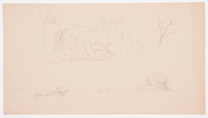 Rysunek, Szkice botaniczne: drzewo, drzewa na brzegu, wrzesień 1876 r. autorstwa Frederic Edwin Church