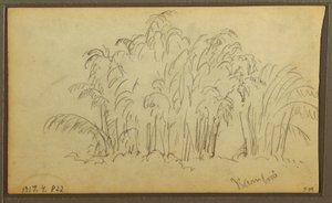 Rysunek, Krowy w krajobrazie; Verso: Bambus, 1857 autorstwa Frederic Edwin Church