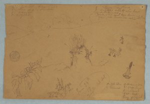 Rysunek, Rysunek.  Szkice botaniczne i chmur w pobliżu Quito, Ekwador, 24 czerwca 1857 r. autorstwa Frederic Edwin Church