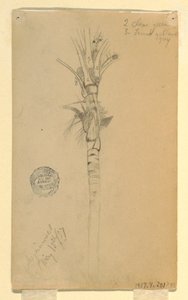 Rysunek, liście i pień palmy, Aspinwall, Panama, 15 maja 1857 r. autorstwa Frederic Edwin Church