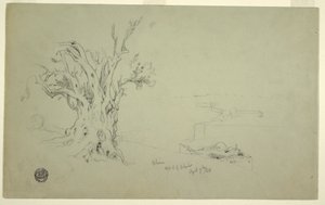 Rysunek, Drzewo oliwne, Góra Oliwna, kwiecień 1868 r. autorstwa Frederic Edwin Church