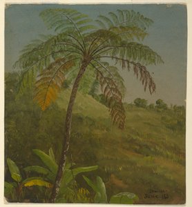 Rysunek, drzewo palmowe, Jamajka, czerwiec 1865 r. autorstwa Frederic Edwin Church
