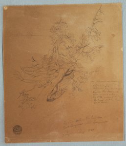 Rysunek, Surowe drzewo w Banku Kanadyjskim poniżej wodospadu Niagara, wrzesień 1856 r. autorstwa Frederic Edwin Church