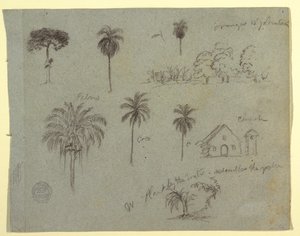Rysunek, Szkice z Rio Magdalene, Kolumbia:  Studia botaniczne i kościół, maj 1853 r. autorstwa Frederic Edwin Church