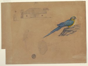 Rysunek, Studia z Guaccamaya, Bogota, Kolumbia, czerwiec-lipiec 1853 r. autorstwa Frederic Edwin Church