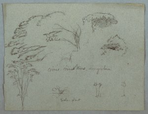 Rysunek, Studia z Rio Magdalena, Kolumbia:  Wierzchołki drzew, latający biały ptak, winorośl i trzy kwitnące rośliny, 1853, prawdopodobnie maj autorstwa Frederic Edwin Church