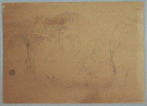 Rysunek, Studium dwóch drzew i trzech roślin, w pobliżu Jorje, Ekwador, 23 lipca 1857 r. autorstwa Frederic Edwin Church