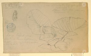 Rysunek, Studium mężczyzny; Studium, prawdopodobnie czerwiec 1857 r. autorstwa Frederic Edwin Church