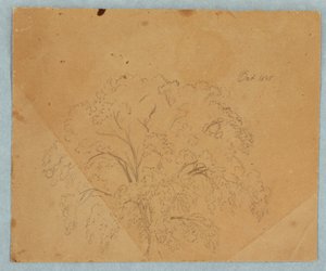 Rysunek, drzewo; Verso: Widok kościoła, dwie Angielki z 1636 r., studium konia, październik 1845 r. autorstwa Frederic Edwin Church
