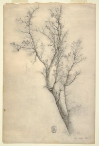 Rysunek Drzewo z wieloma konarami, lipiec 1844 r. autorstwa Frederic Edwin Church