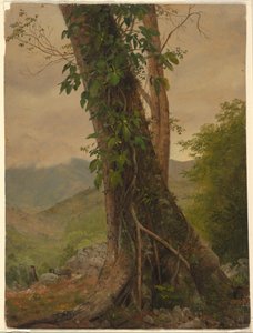Rysunek, Drzewo z winoroślą, Jamajka, Indie Zachodnie, maj 1865 r. autorstwa Frederic Edwin Church
