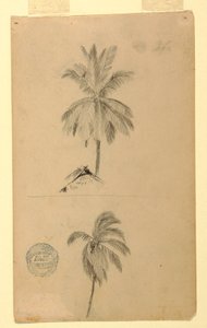 Rysunki. Dwa szkice. Palmy. autorstwa Frederic Edwin Church