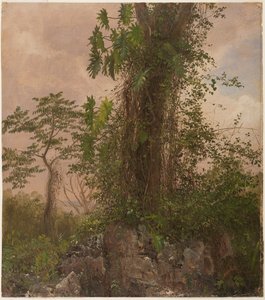 Drzewo figowe i dziki filodendron autorstwa Frederic Edwin Church