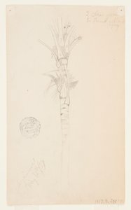 Liście i łodyga palmy, Aspinwall, Panama autorstwa Frederic Edwin Church