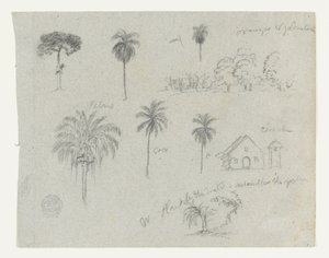 Szkice z Rio Magdalena, Kolumbia.  Szkice botaniczne. Kościół.  Podobne do -103. autorstwa Frederic Edwin Church