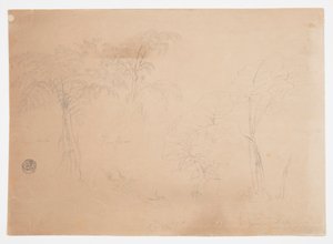 Studium dwóch drzew i trzech roślin, niedaleko Jorje, Ekwador autorstwa Frederic Edwin Church