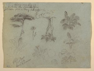Studia drzew widziane z Rio Magdalena, Kolumbia autorstwa Frederic Edwin Church